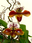068  beautiful orchids.JPG